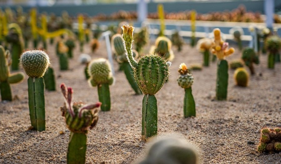 Cactus Garden